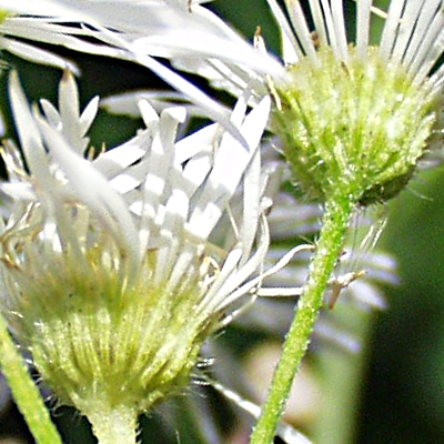 Erigeron annuus, Einj�hriges Berufkraut, H�lle