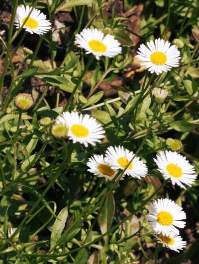 Erigeron karvinskianus, Mexikanisches Berufkraut
