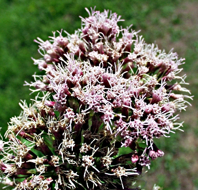 Eupatorium cannabinum, Gewöhnlicher Wasserdost, Blütenstand