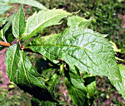 Eupatorium cannabinum, Gewhnlicher Wasserdost, Blatt
