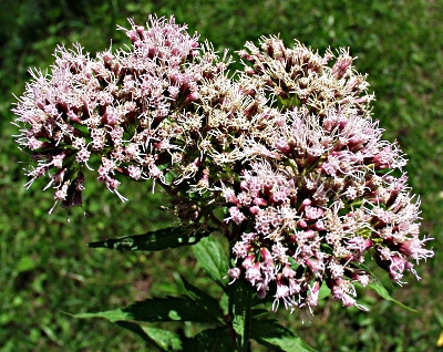 Eupatorium cannabinum, Gewhnlicher Wasserdost, Bltenstand