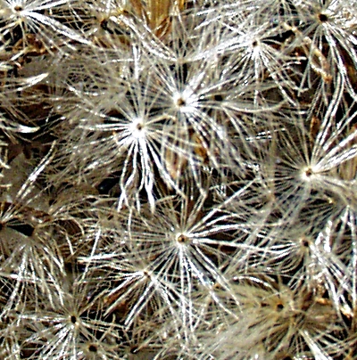 Eupatorium cannabinum, Gewöhnlicher Wasserdost, Früchte
