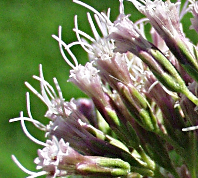 Eupatorium cannabinum, Gewöhnlicher Wasserdost, Körbe
