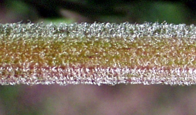 Eupatorium cannabinum, Gewhnlicher Wasserdost, Stngel
