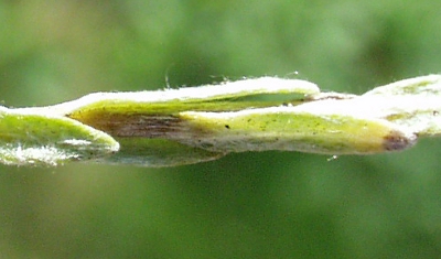 Filago minima, Zwerg-Filzkraut, Bl�tter