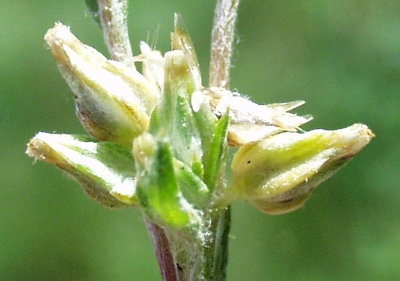 Filago minima, Zwerg-Filzkraut, Bl�tensz�nde