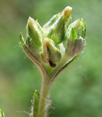 Filago minima, Zwerg-Filzkraut, Körbchenstand