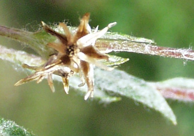 Filago minima, Zwerg-Filzkraut, Fruchtstand