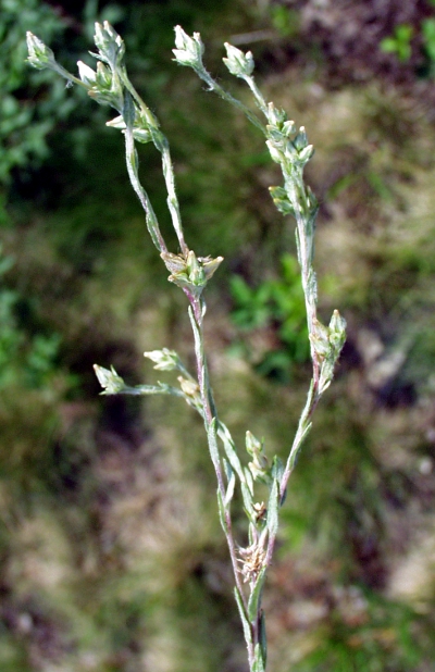 Filago minima, Zwerg-Filzkraut