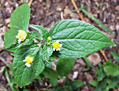 Galinsoga parviflora, Kleinbl�tiges Knopfkraut