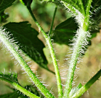 Galinsoga quadriradiata, Behaartes Knopfkraut, St�ngel