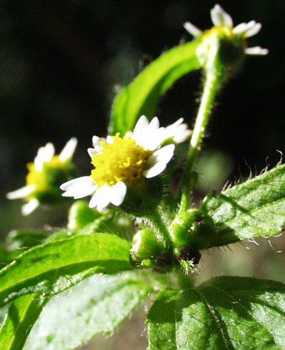 Galinsoga ciliata, Behaartes knopfkraut, Blüte