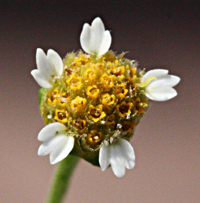 Galinsoga parviflora, Kleinbl�tiges Knopfkraut, Bl�te