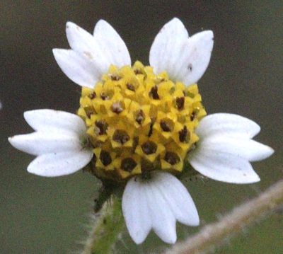 Galinsoga quadriradiata, Behaartes Knopfkraut, Bl�te