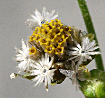 Galinsoga quadriradiata, Behaartes knopfkraut, Blüte