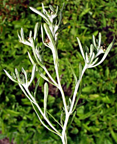 Gnaphalium uliginosum, Sumpf-Ruhrkraut