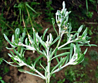 Gnaphalium uliginosum, Sumpf-Ruhrkraut