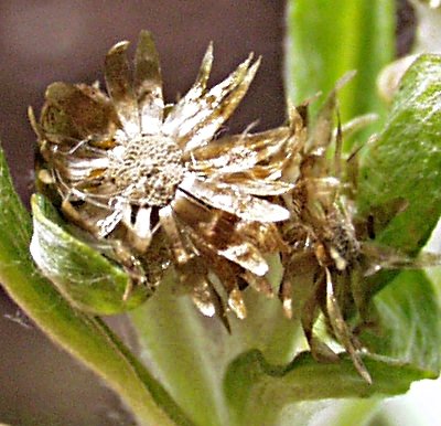 Gnaphalium uliginosum, Sumpf-Ruhrkraut, Hüllblätter