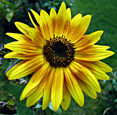 Helianthus annuus, Sonnenblume, Blte