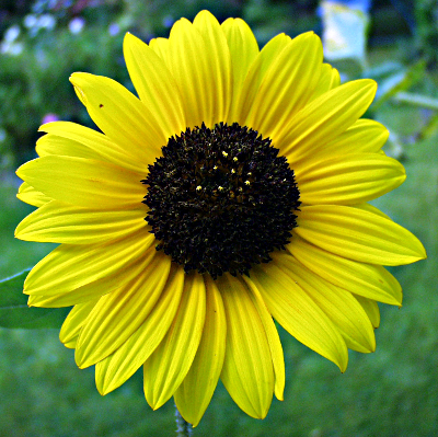 Helianthus annuus, Sonnenblume, Bltenkorb
