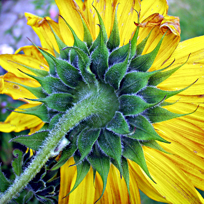 Helianthus annuus, Sonnenblume, Hlle