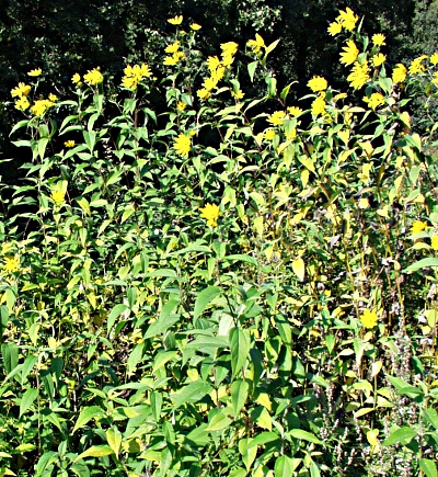 Helianthus tuberosus, Topinambur