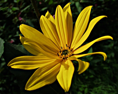 Helianthus tuberosus, Topinambur, Blte