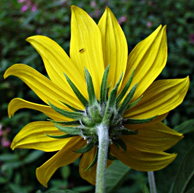 Helianthus tuberosus, Topinambur, Hlle