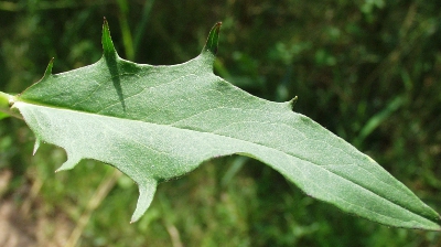 Hieracium, Habichtskraut, Bltter