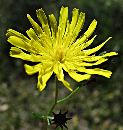 Hieracium, Habichtskraut, Blte