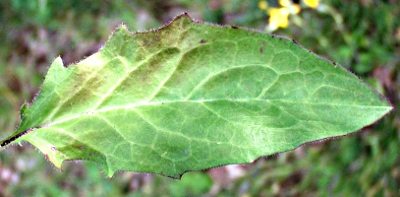 Hieracium lachenalii, Gewöhnliches Habichtskraut, Grundblatt