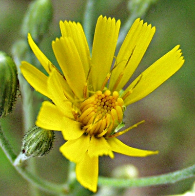 Hieracium lachenalii, Gewöhnliches Habichtskraut, Blüte