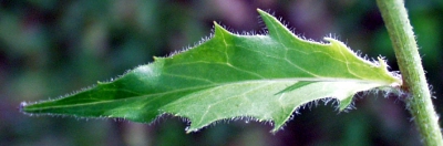 Hieracium lachenalii, Gewöhnliches Habichtskraut, Stängelblatt