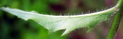 Hieracium lachenalii, Gewöhnliches Habichtskraut, Stängelblatt, Unterseite
