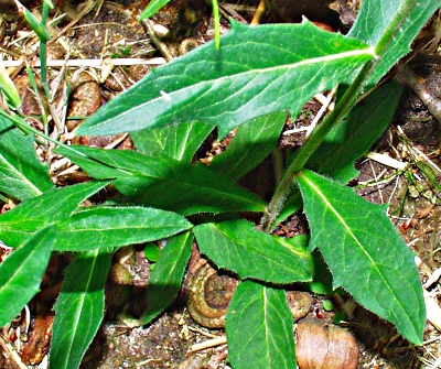 Hieracium laevigatum, Glattes Habichtskraut, Blätter