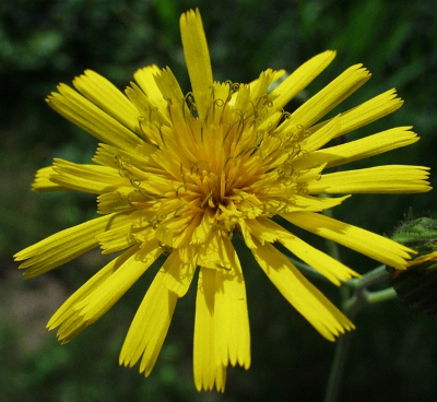 Hieracium laevigatum, Glattes Habichtskraut, Blüte