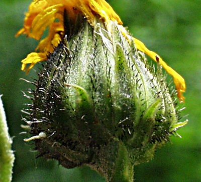 Hieracium laevigatum, Glattes Habichtskraut, Hülle