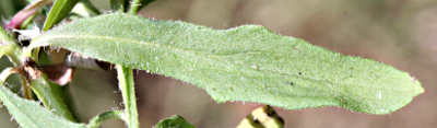 Hieracium umbellatum, Doldiges Habichtskraut, Blatt