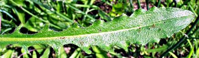 Hypochaeris radicata, Gewöhnliches Ferkelkraut, Blatt