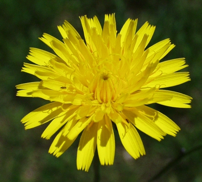 Hypochaeris radicata, Gewöhnliches Ferkelkraut, Blüte