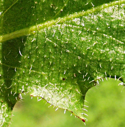 Hypochaeris radicata, Gewhnliches Ferkelkraut, Borsten