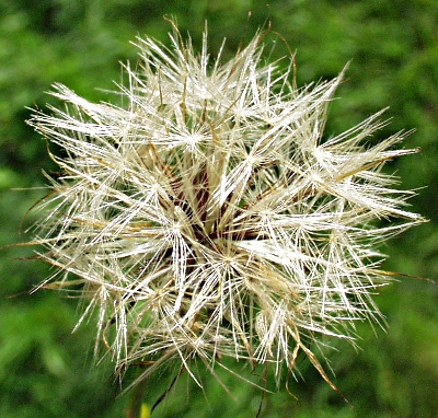 Hypochaeris radicata, Gewöhnliches Ferkelkraut, Früchte