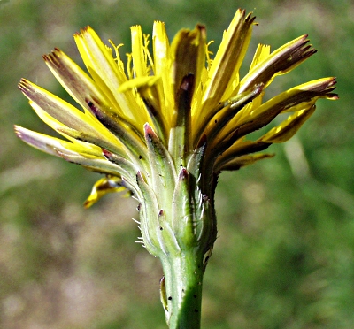Hypochaeris radicata, Gewöhnliches Ferkelkraut, Hülle