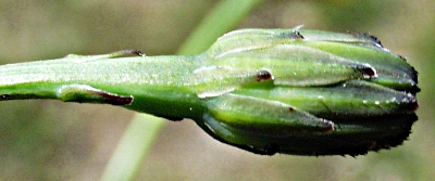 Hypochaeris radicata, Gewöhnliches Ferkelkraut, Knospe