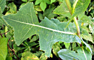 Lactuca serriola, Kompass-Lattich, Blatt