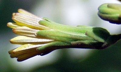Lactuca serriola, Kompass-Lattich, Blüte