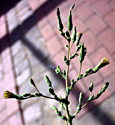 Lactuca serriola, Kompass-Lattich, Blütenstand