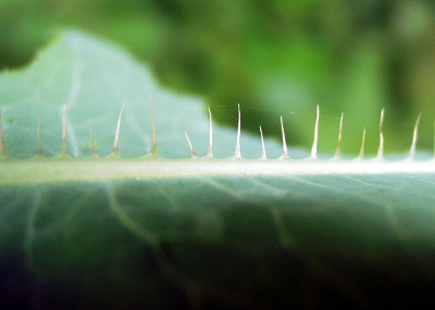Lactuca serriola, Kompass-Lattich, Stacheln
