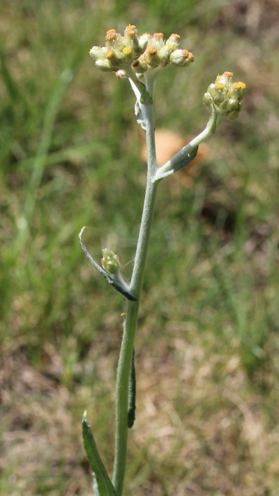 Gelbweißes Scheinruhrkraut, Laphangium luteoalbum