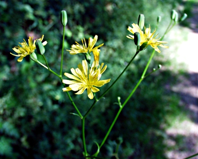 Lapsana communis, Rainkohl, Bl�tenstand